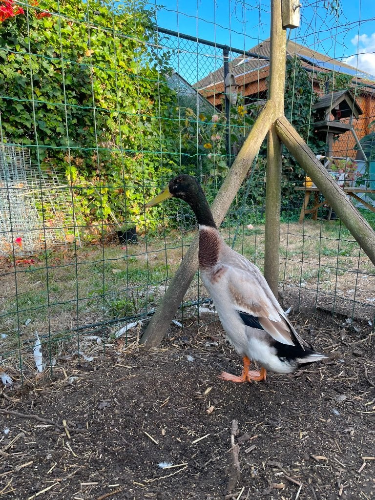 2 Indische loopeenden (verwant koppel), Animaux & Accessoires, Plusieurs animaux
