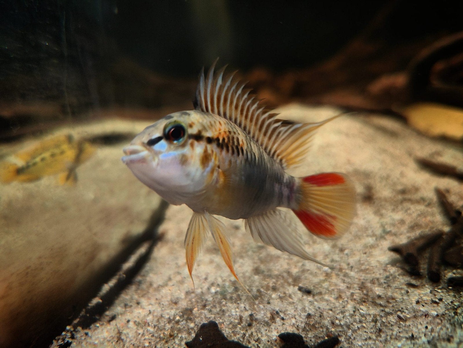 apistogramma hoignei koppel, Dieren en Toebehoren, Vis, Zoetwatervis