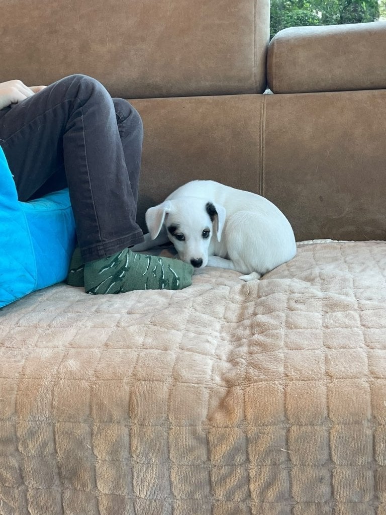 jack russell pups, Dieren en Toebehoren, België, Fokker | Hobbymatig, Jack Russell Terriër, 8 tot 15 weken