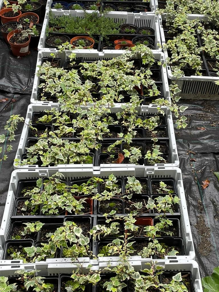 Klimop planten, Tuin en Terras, Planten | Tuinplanten, Ophalen
