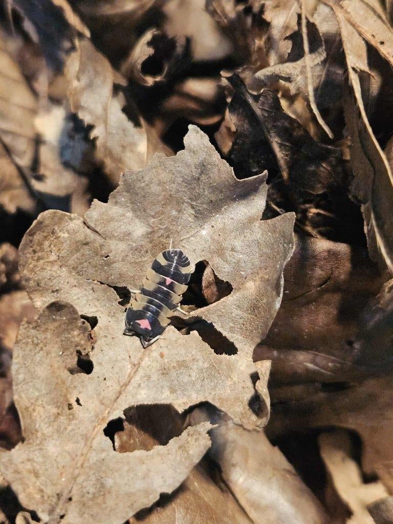 Ardentiella (ex Merulanella), September, Meerdere dieren