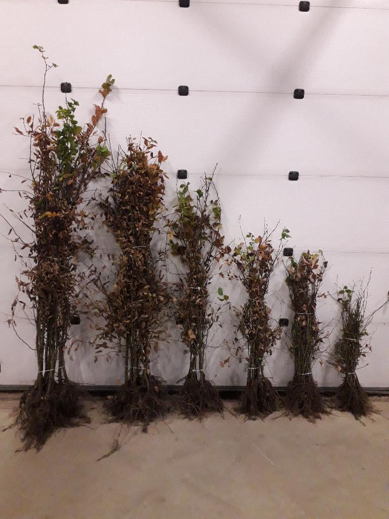 Haagbeuk / Carpinus betulus, Tuin en Terras, Ophalen, Haagbeuk