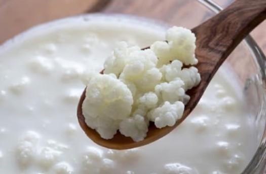 Bio Kefir melkkefir korreltjes 50gr., Diversen, Levensmiddelen, Ophalen