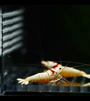 Crystal red pure red line garnalen caridina, Dieren en Toebehoren