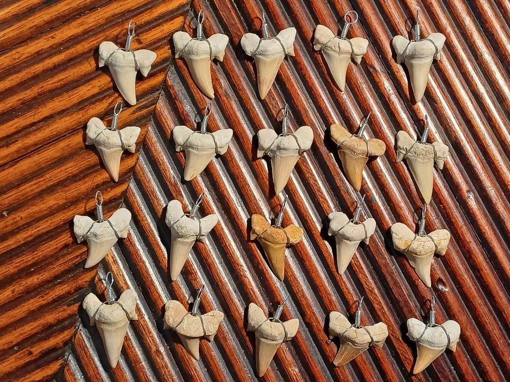 Dents de requin prêtes à être transformées en collier, Enlèvement ou Envoi, Fossile