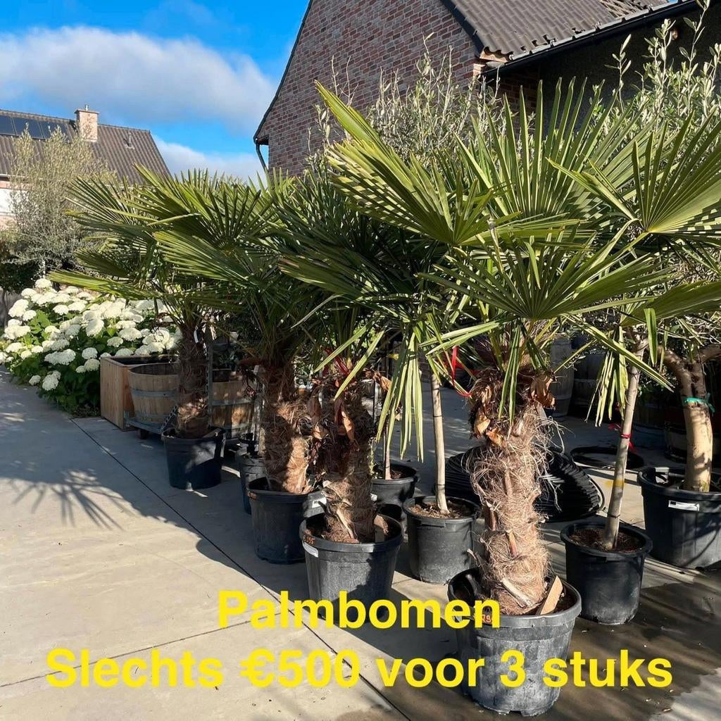 ‼️actie palmbomen trachycarpus fortunei ‼️, Tuin en Terras, Planten | Bomen, Ophalen