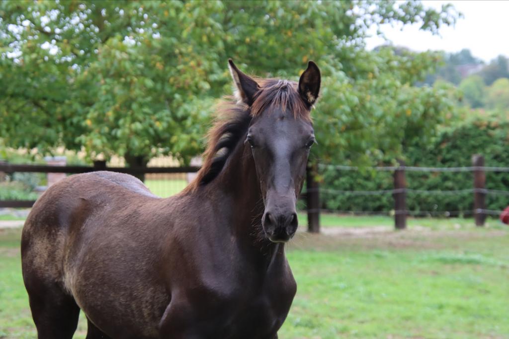 Zwart PRE hengstveulen, Hengst, M