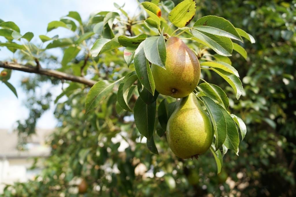 10 laagstam appel- en/of perenbomen, Tuin en Terras, Planten | Fruitbomen, Lente, In pot, Ophalen of Verzenden, Appelboom