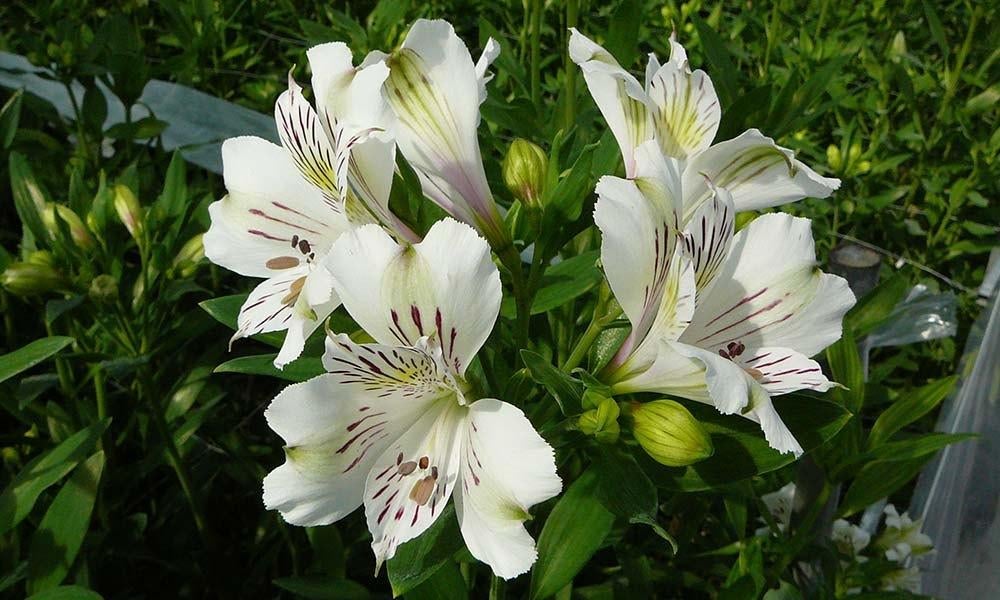 Récolte de graines blanches d'Alstroemeria 2025, Enlèvement ou Envoi, Toute l'année, Graine