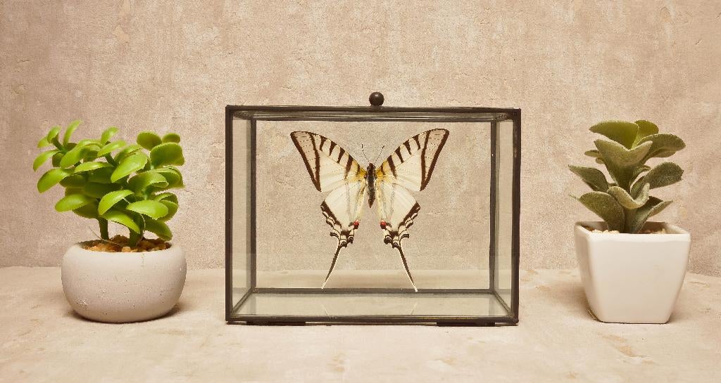 vlinder in glazen box, Enlèvement ou Envoi, Neuf, Autres, Autres types
