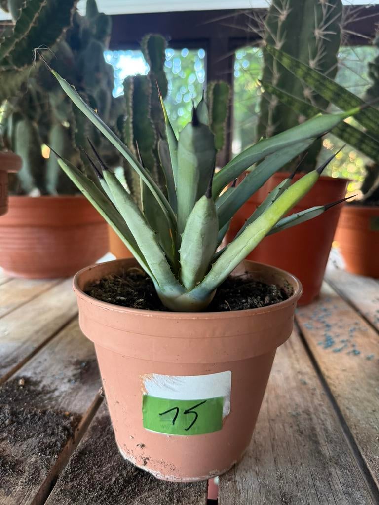 Agave, Enlèvement