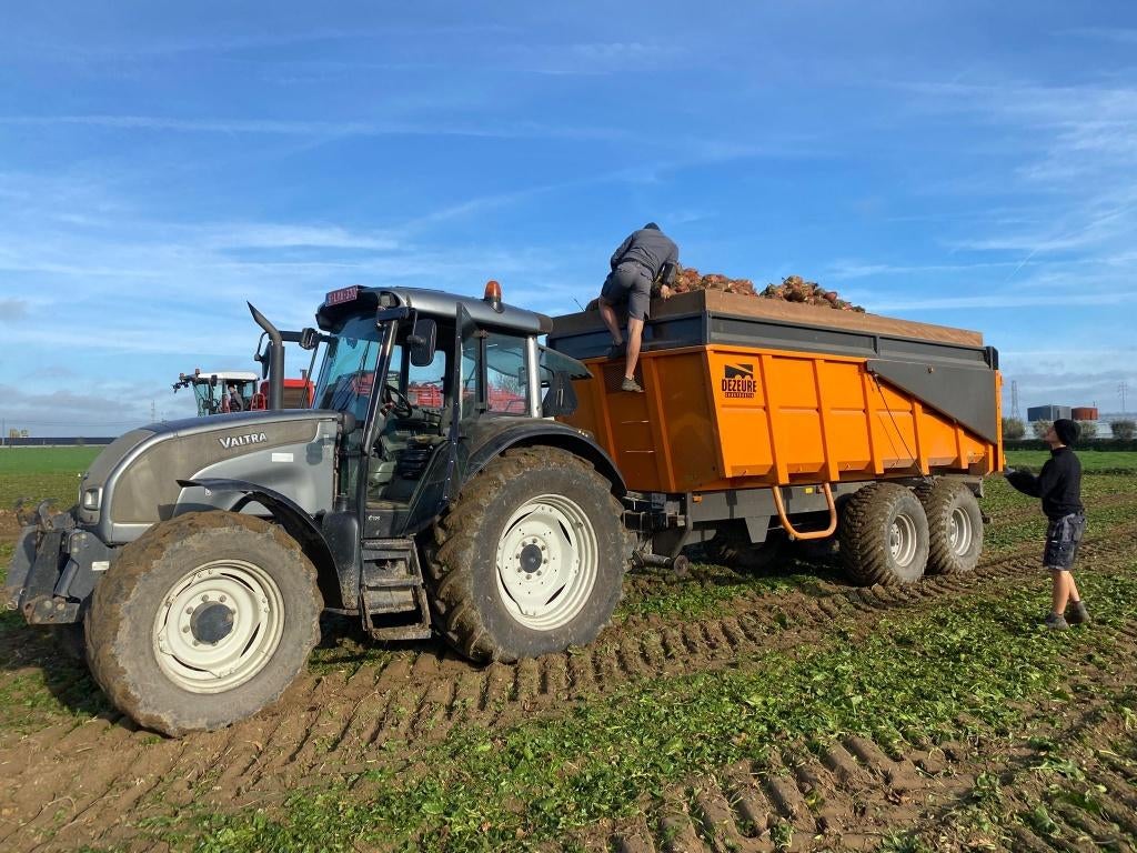 Voederbieten, Ophalen of Verzenden