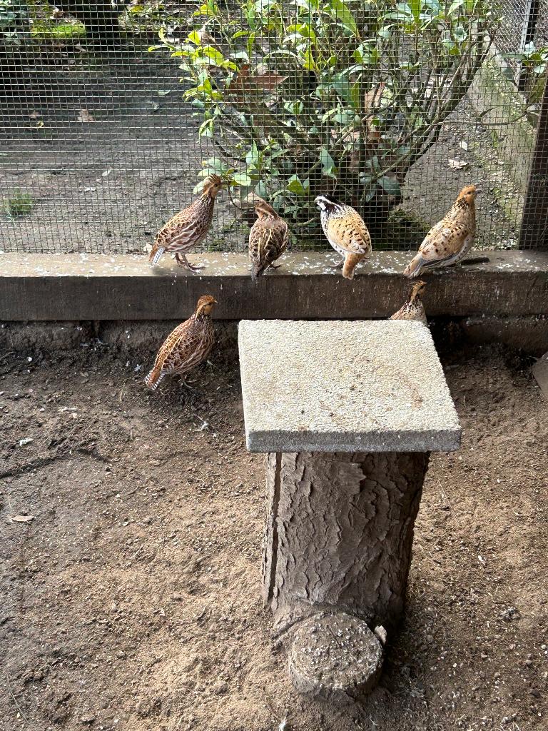 Kwartels, Dieren en Toebehoren, Pluimvee, Meerdere dieren, Overige soorten