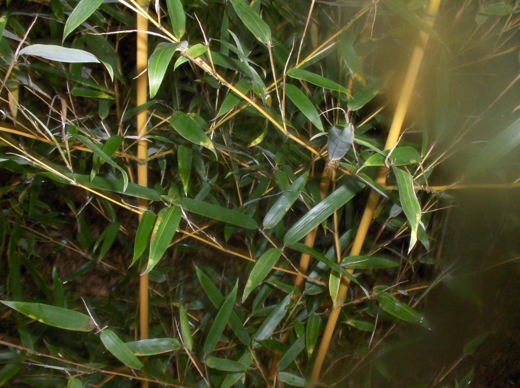 Grotere bamboe Phyllostachys aureosulcata Aureocaulis, Tuin en Terras, Ophalen, Bamboe, Haag