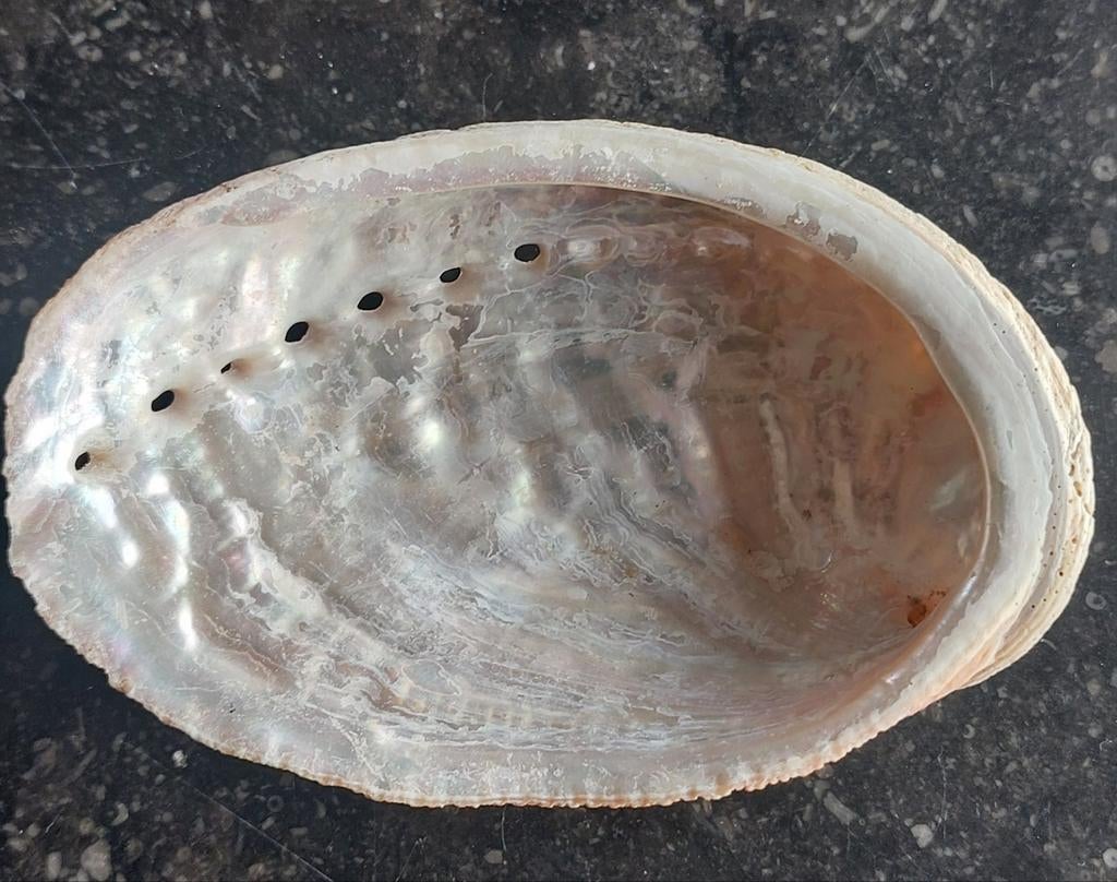 Schelp Abalone  9 cm, Ophalen of Verzenden