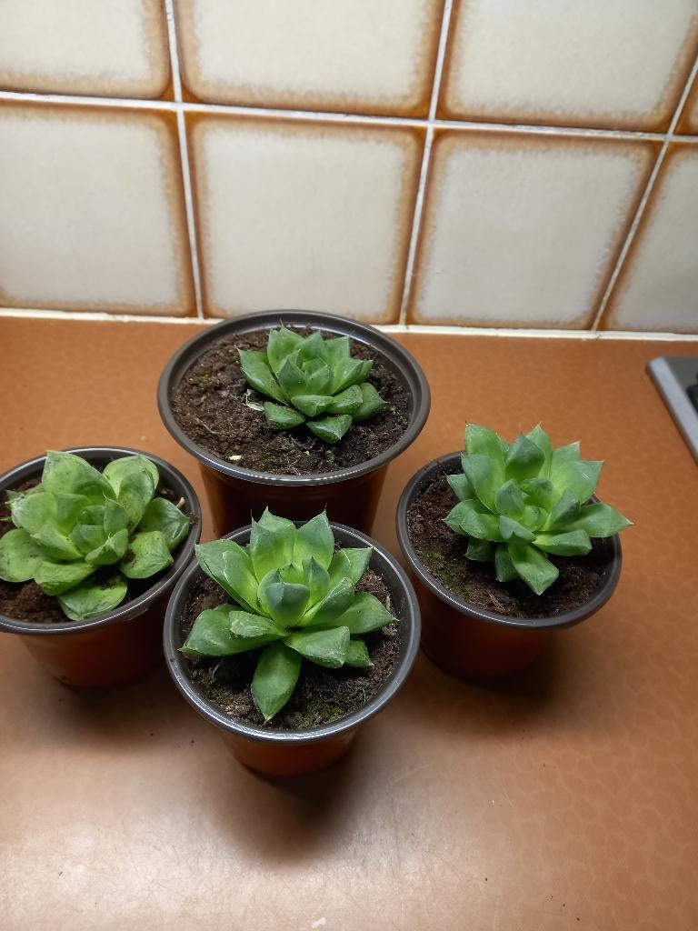 VETPLANTJES, Ophalen