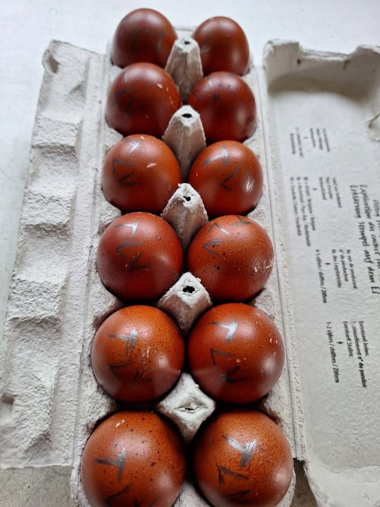 Broedeieren van marans zwart koprhals