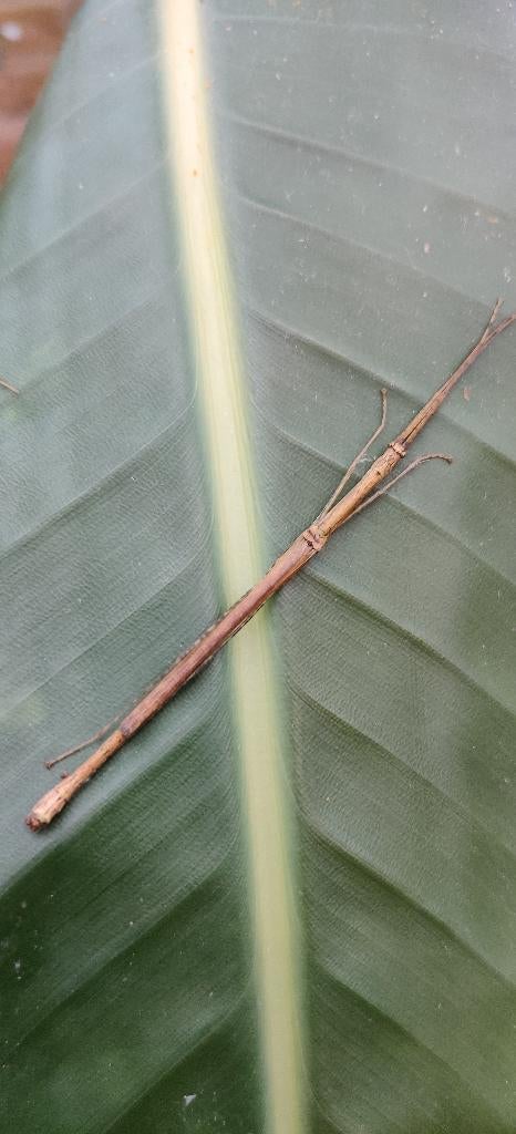 Wandelende takken - Asystata sp, Dieren en Toebehoren, Wandelende tak