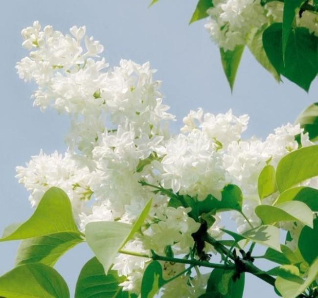 Lilas blanc 1m de haut ., Enlèvement