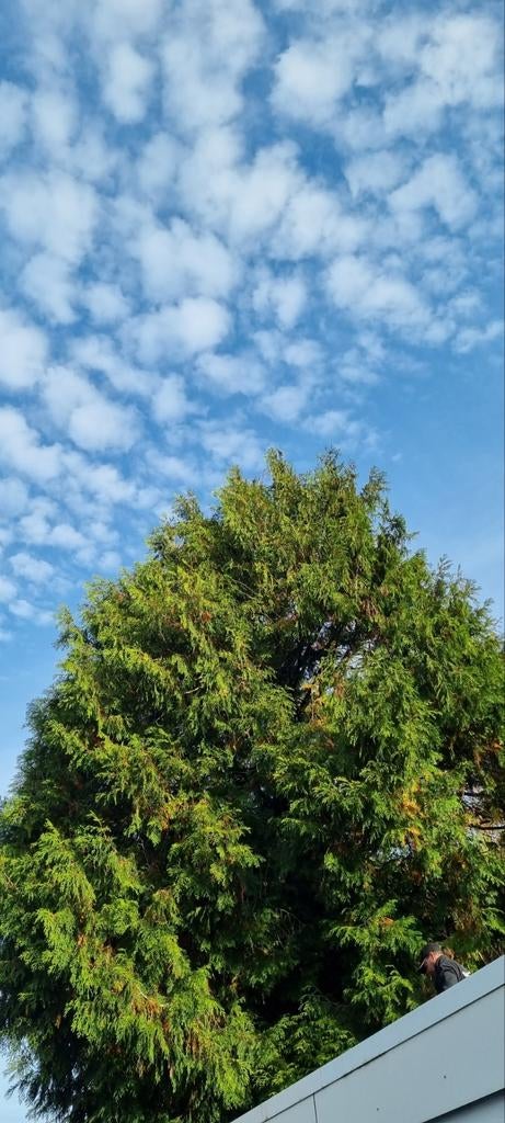 Gezocht tuin man, Ophalen