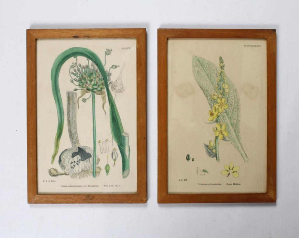 2 ingekleurde gravures van bloemen, Sowerby, 19de eeuw, Ophalen of Verzenden