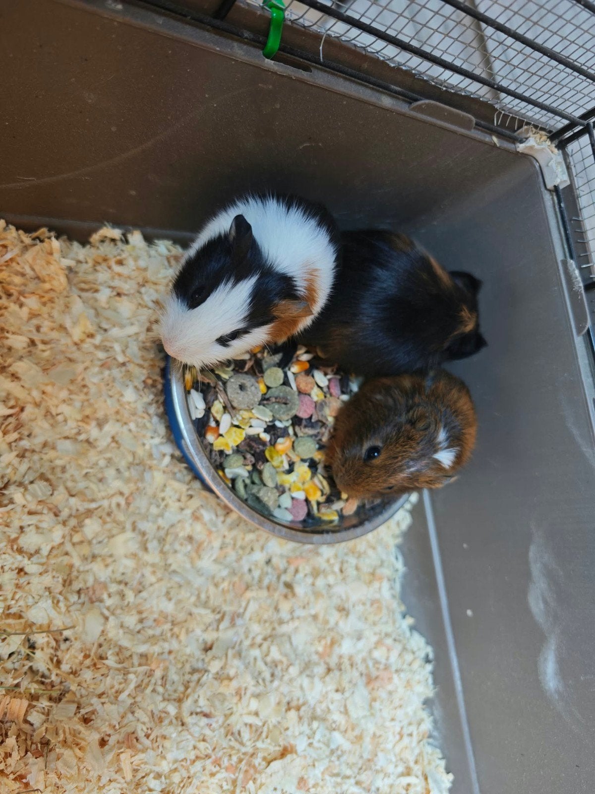 cavia jongskes, Animaux & Accessoires, Septembre, Plusieurs animaux, Cobaye