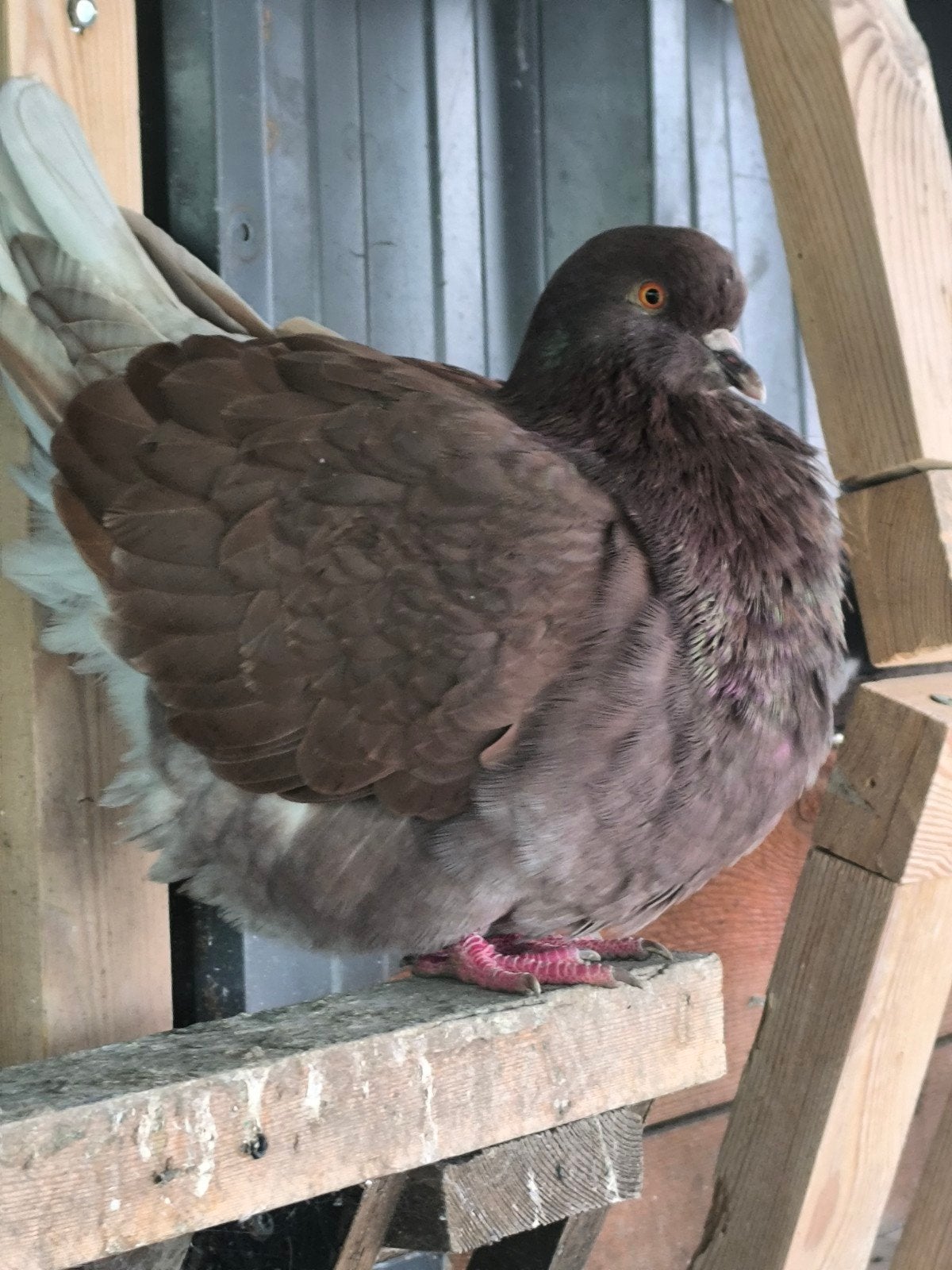 DES JEUNES MONDAINS, Dieren en Toebehoren, Vogels | Duiven