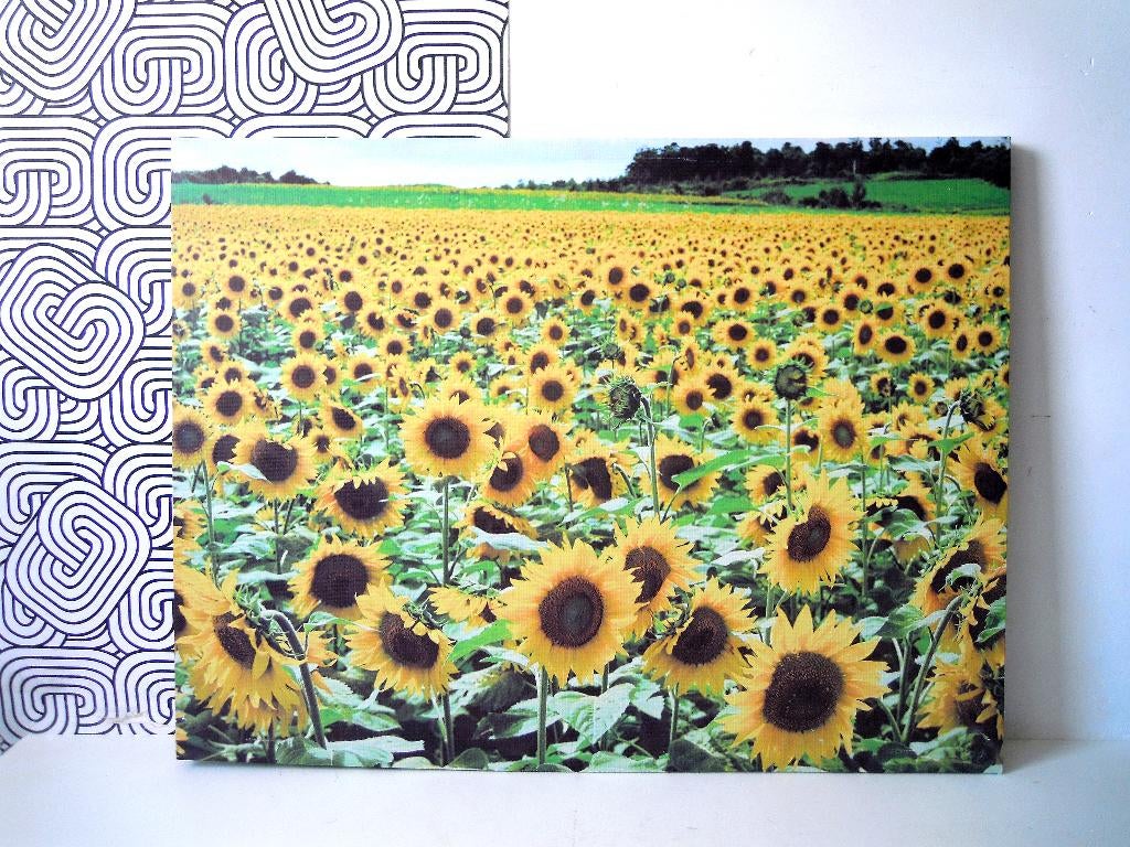 XXL Canvas zonnebloemen, Ophalen, Zo goed als nieuw