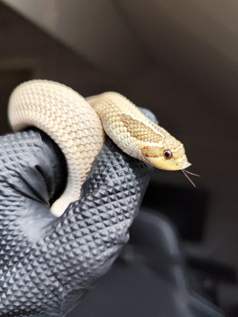 1.0 Heterodon nasicus - Arctic superconda het snow, Dieren en Toebehoren, Reptielen en Amfibieën, Slang, Tam, 0 tot 2 jaar