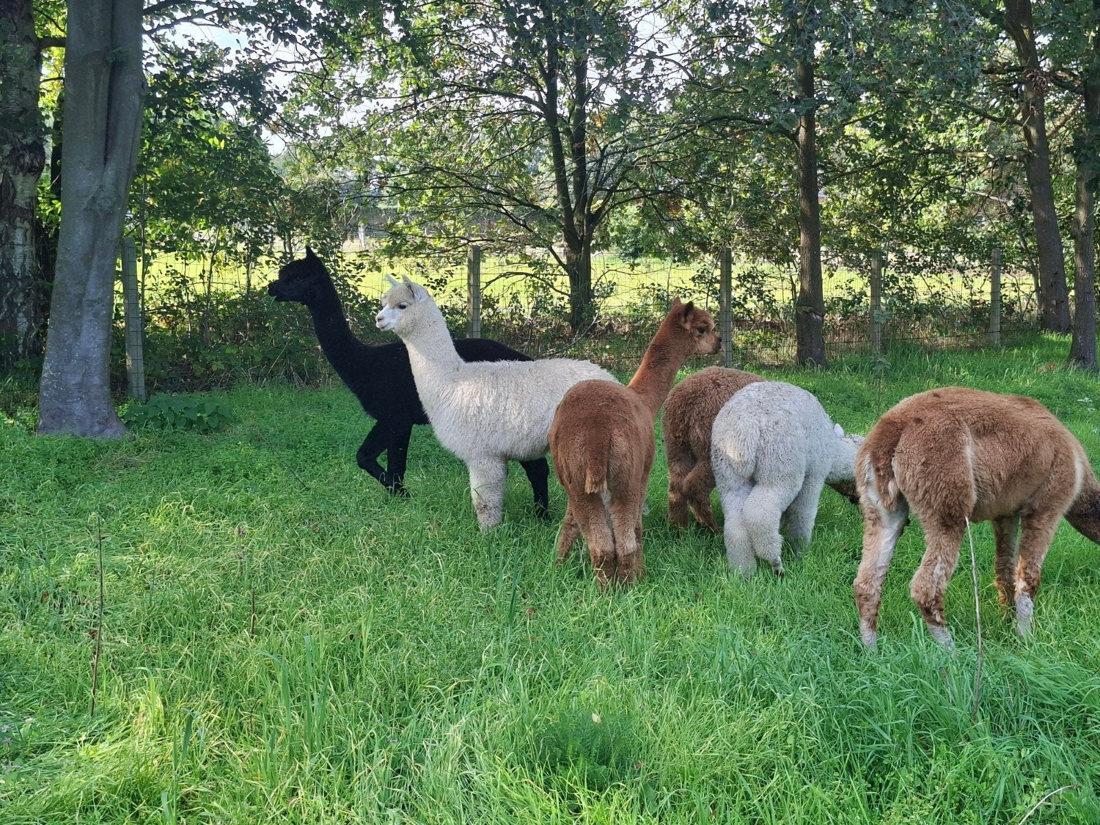 mooie alpaca's hengsten, Dieren en Toebehoren, Mei, Mannelijk