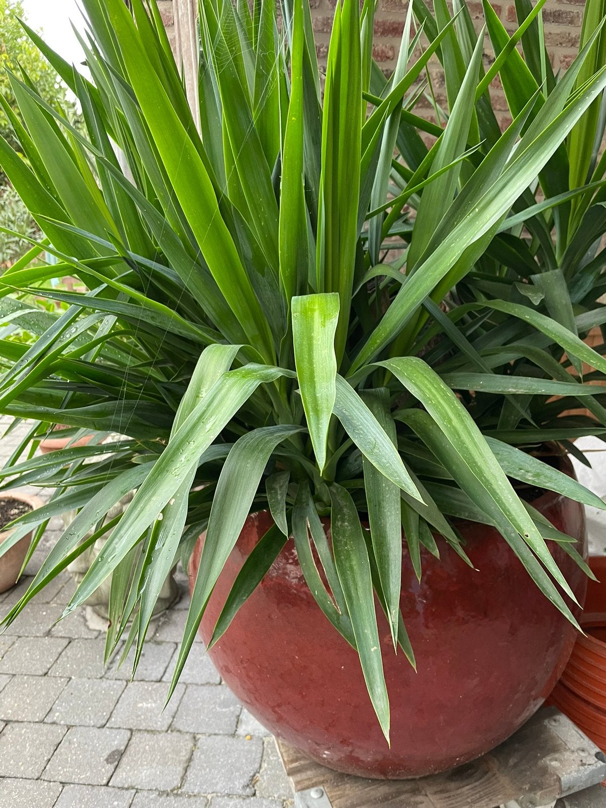 Mooie pot met planten, Tuin en Terras, Ophalen