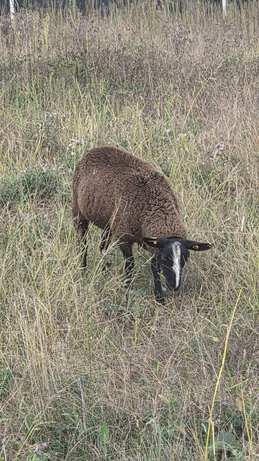 Zwartbles ooi, Dieren en Toebehoren, Vrouwelijk, Schaap, 0 tot 2 jaar