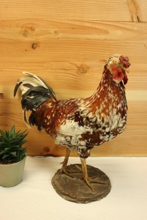 Taxidermie - Opgezette grote haan, Verzamelen, Ophalen of Verzenden, Gebruikt, Vogel, Opgezet dier
