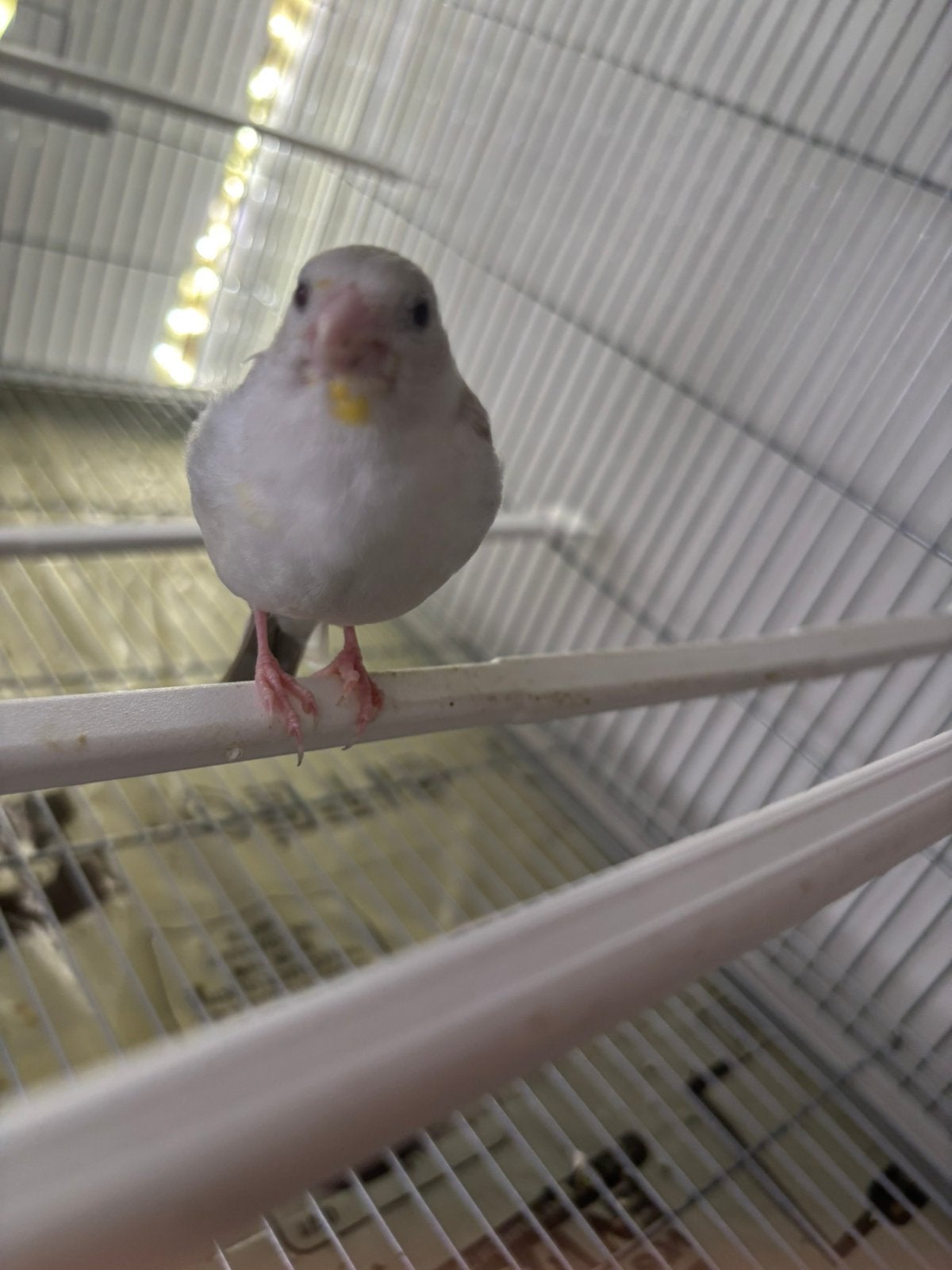 Chardonneret, Dieren en Toebehoren, Ophalen