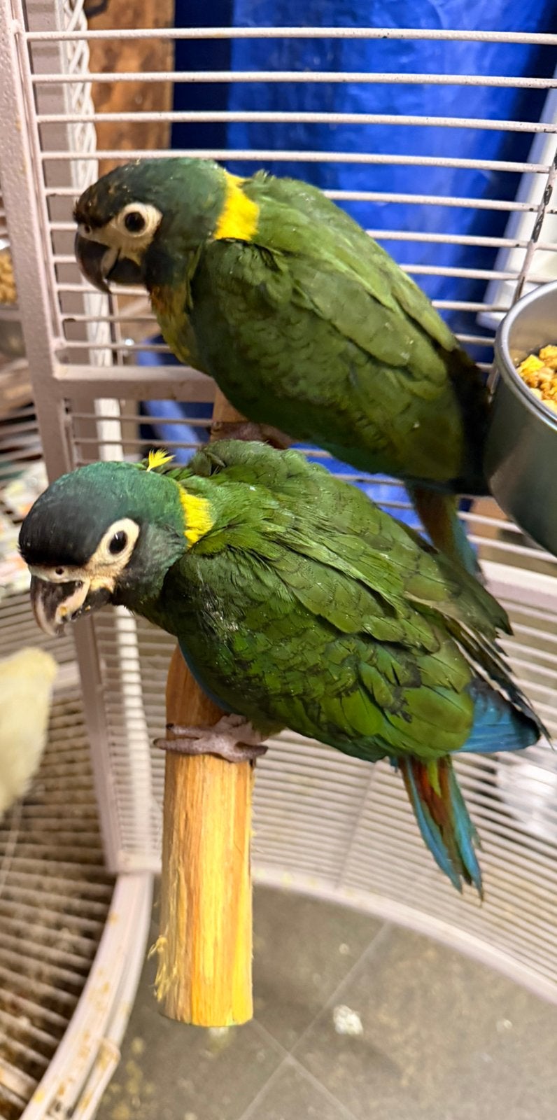 Ara Auricoli, Dieren en Toebehoren, Vogels | Parkieten en Papegaaien