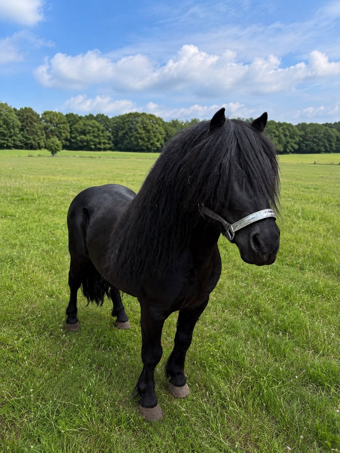 Mooie zwarte dekhengst, Niet van toepassing, Gechipt, Hengst, A pony (tot 1.17m)