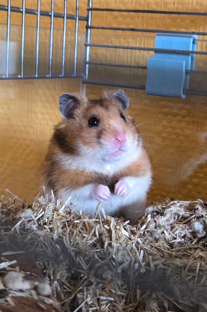 Mannelijke gouden hamster met mooie en grote luxe kooi, Hamster, Maart, Mannelijk, Tam