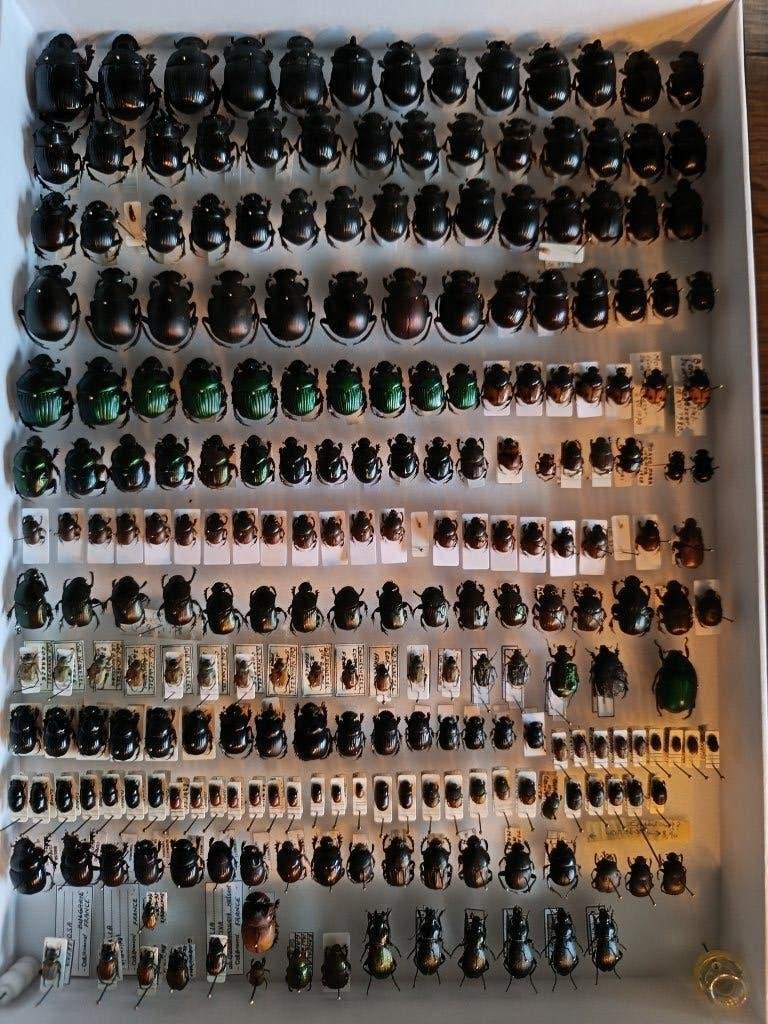 Boite entomologique coléoptères, Verzamelen, Ophalen of Verzenden, Nieuw, Insect, Opgezet dier