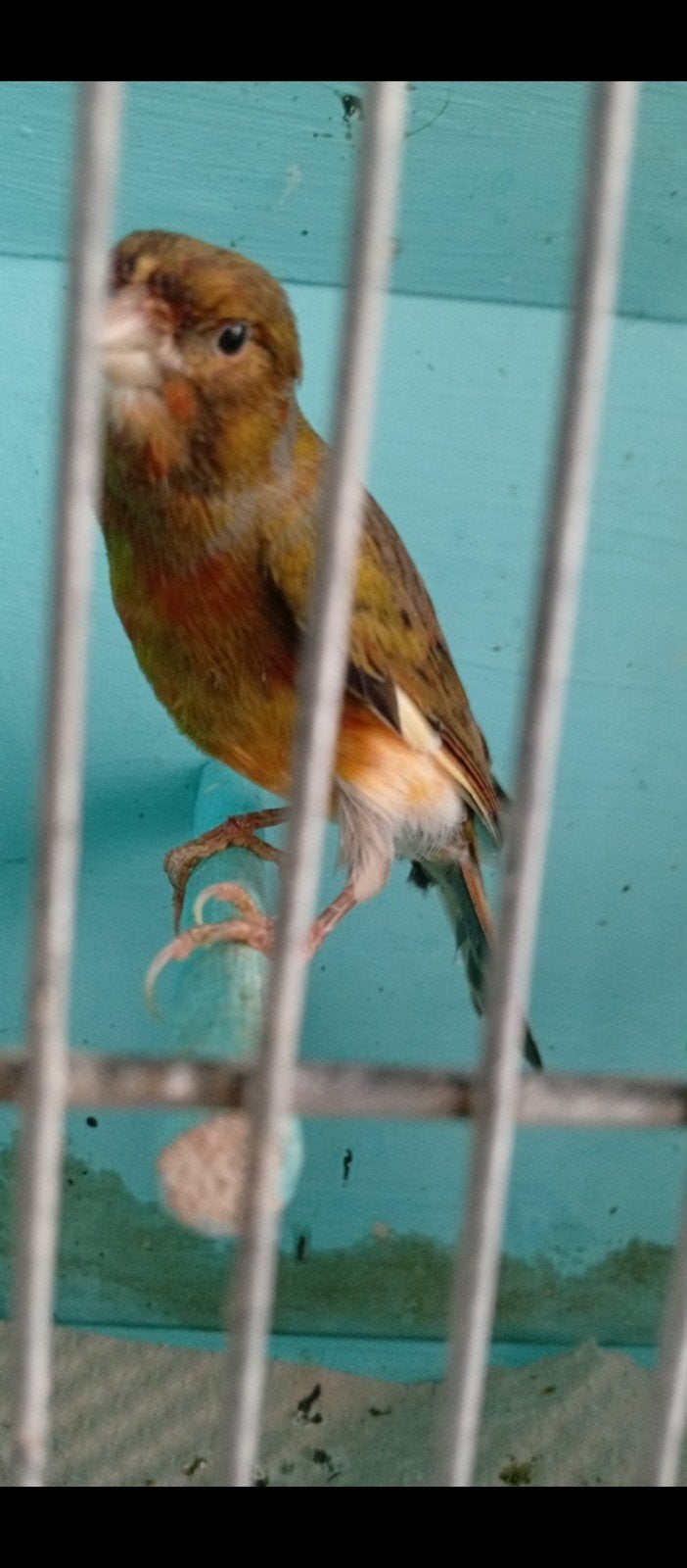 Canaris arlequin, mâle 2026, Animaux & Accessoires, Mâle, Canari chanteur