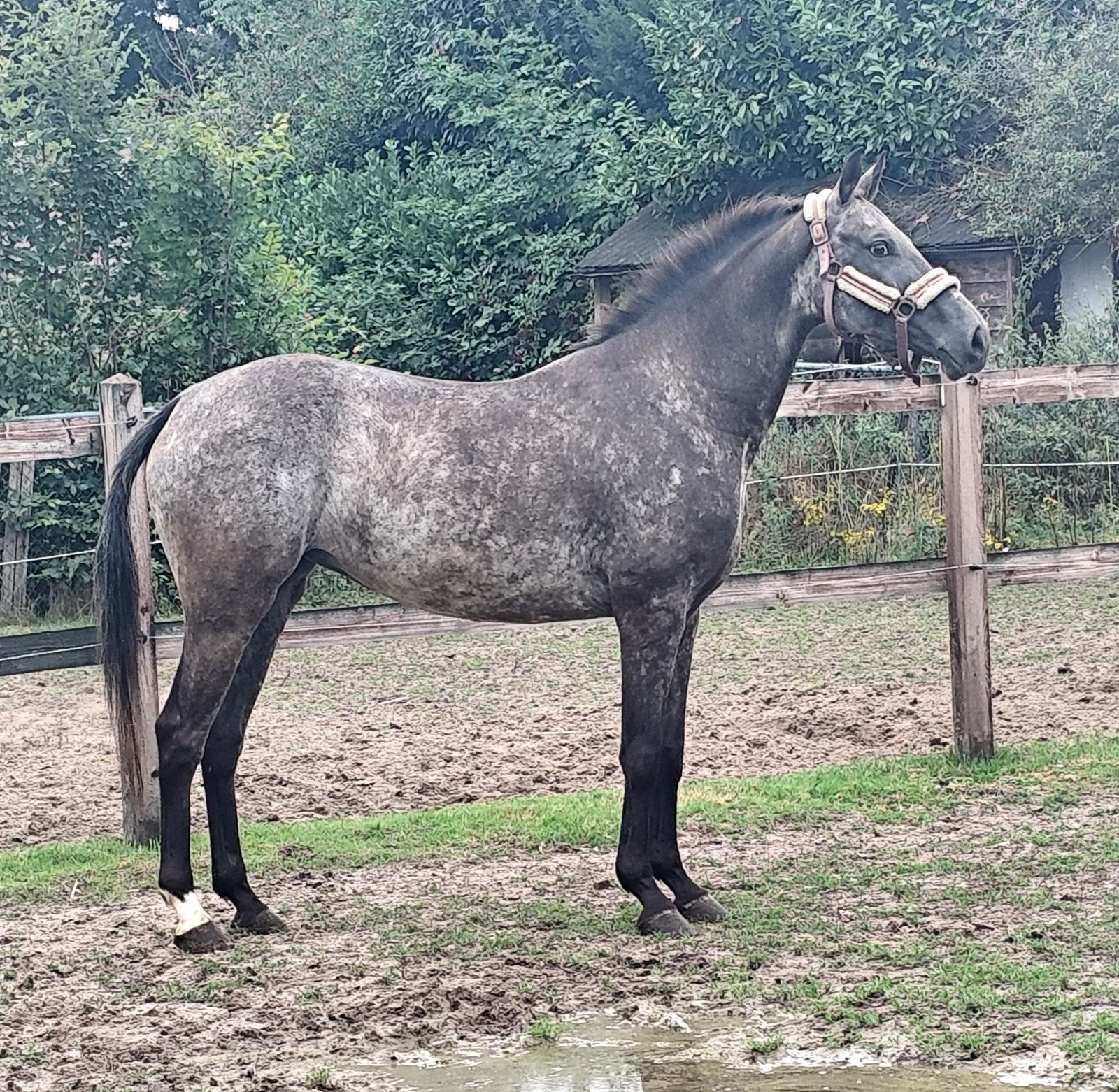 APPALOOSA E PONY GEREDEN, DRACHTIG VAN CEASAR TER LINDEN!!, Avec puce électronique, Poney E (1.48 m - 1.57m), B, Poney de dressage