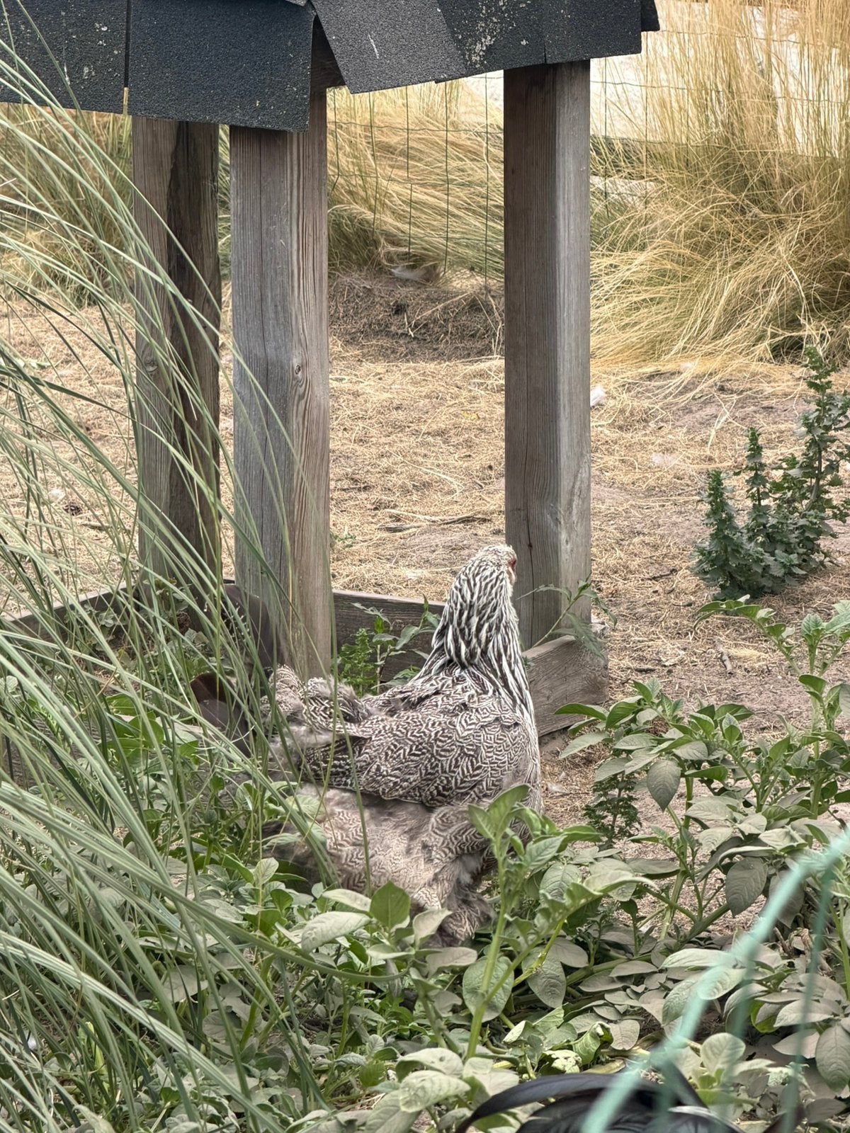 Brahma zilverpatrijs koppel/trio te koop, Dieren en Toebehoren, Pluimvee, Meerdere dieren, Kip