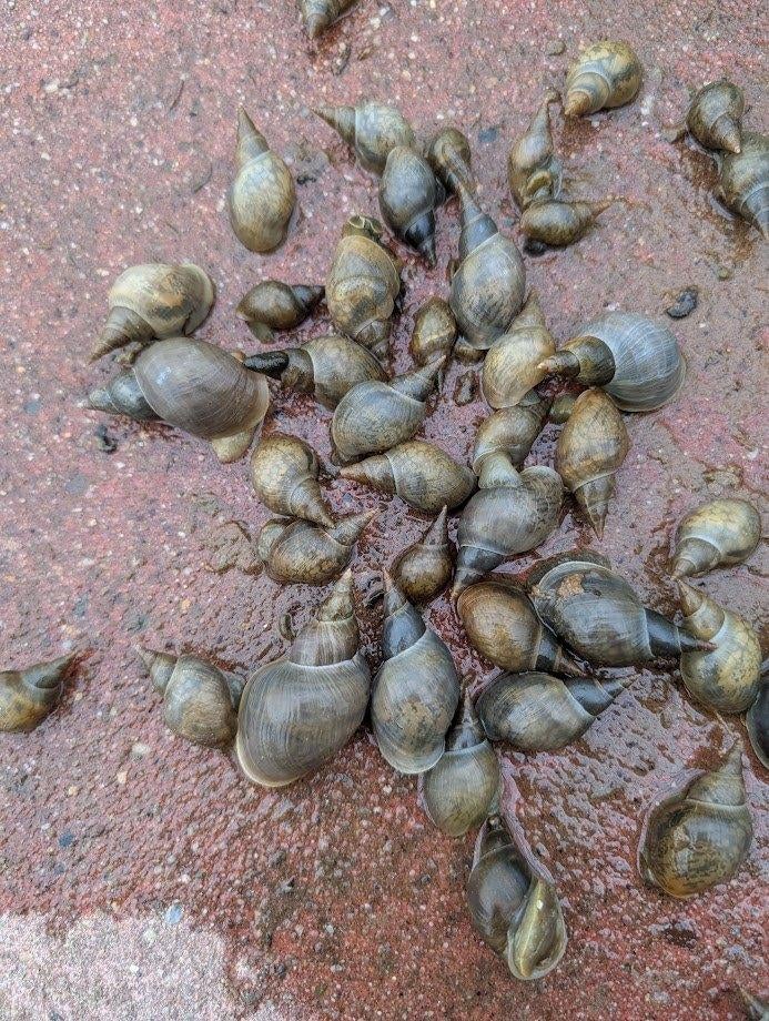 Startset vijverleven tegen algen, Waterslakken, poelslakken., Ophalen, Nieuw