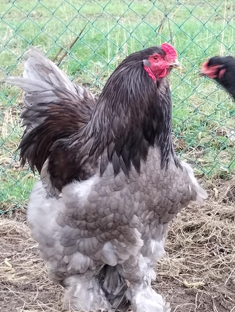 BLAUWE BRAHMA TE KOOP, Plusieurs animaux, Poule ou poulet