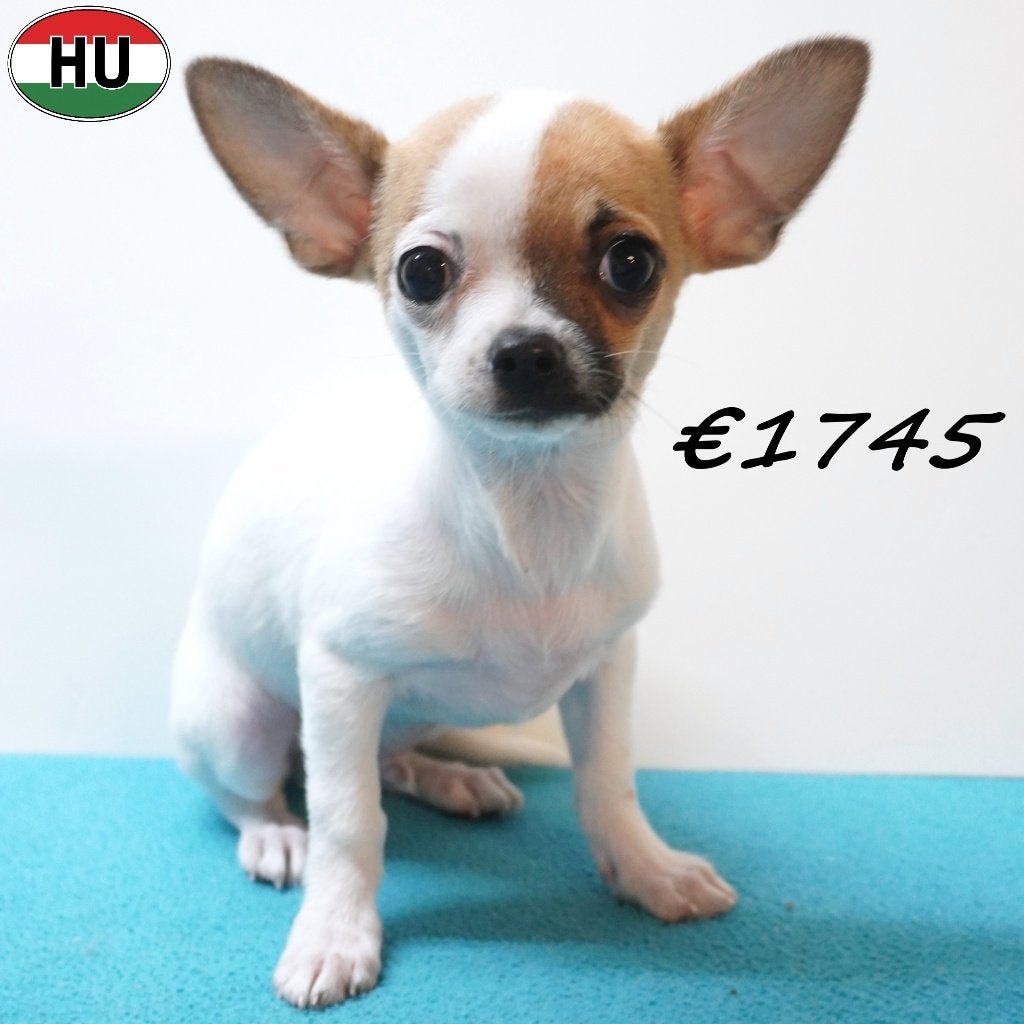 Chihuahua à poil court - Adorables chiots à vendre, 15 semaines à 1 an, Plusieurs animaux, Plusieurs, Chihuahua