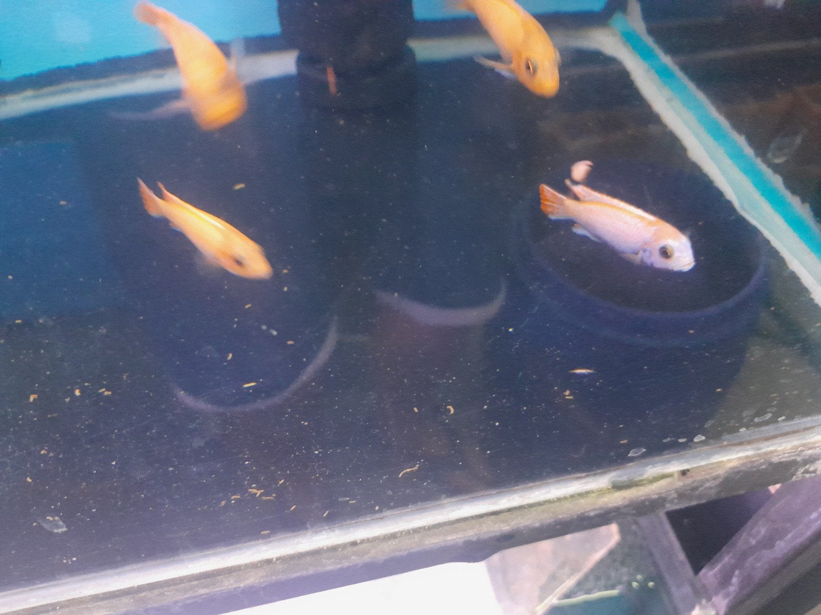 verschillende jonge malawi cichlides, Dieren en Toebehoren, Vissen | Aquariumvissen