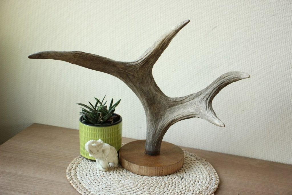 Taxidermie eland gewei, Verzamelen, Ophalen of Verzenden, Gebruikt, Hert, Gewei of Kop