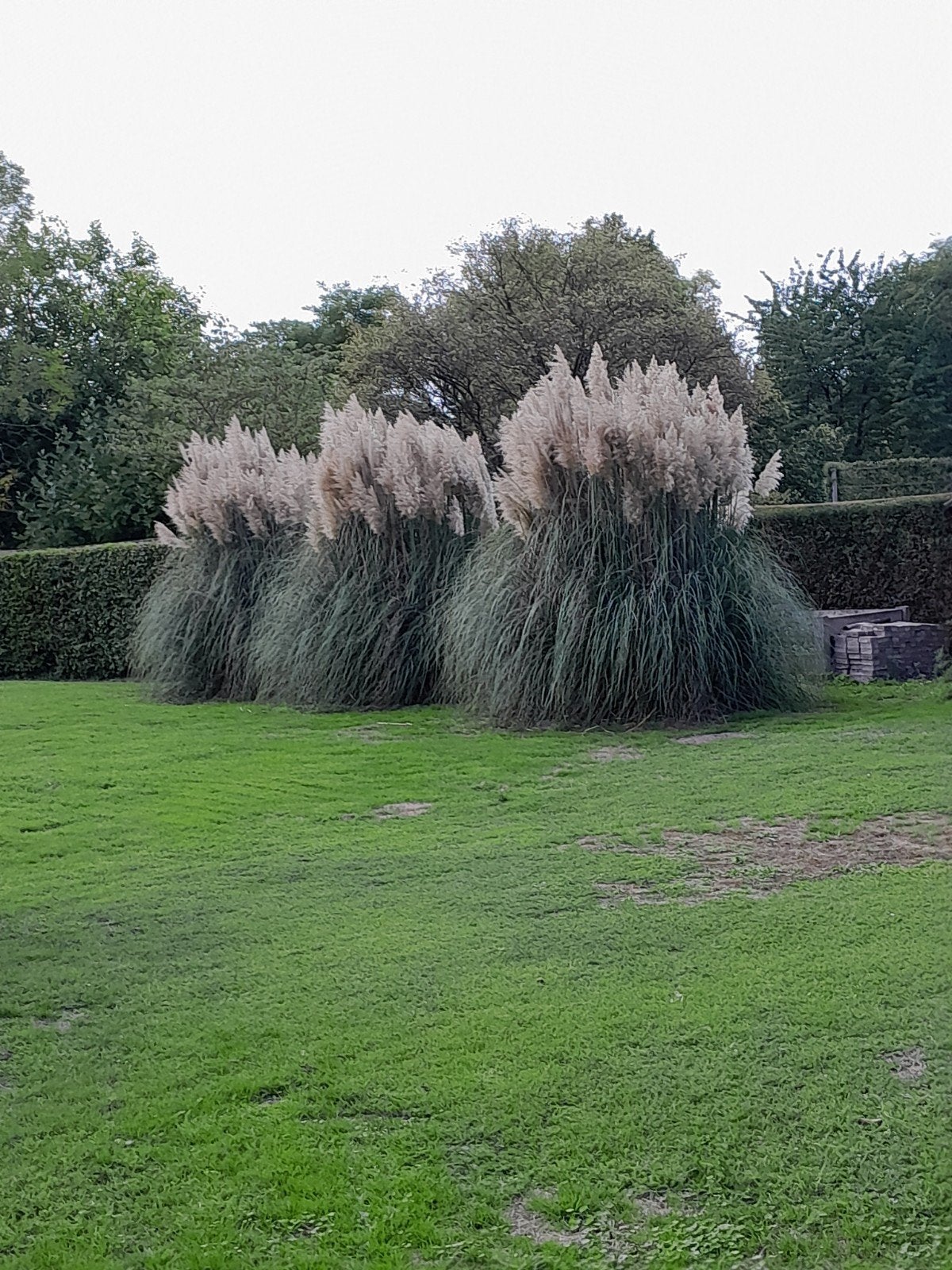 Pampas pluimen op struik, Ophalen, Nieuw