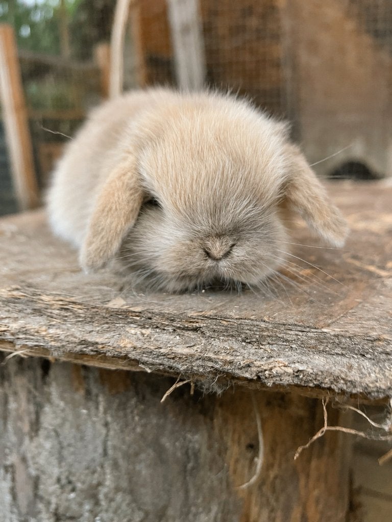Super knap minilop konijntje (rammetje), Dieren en Toebehoren, Konijnen, Mannelijk, Klein, Hangoor, 0 tot 2 jaar
