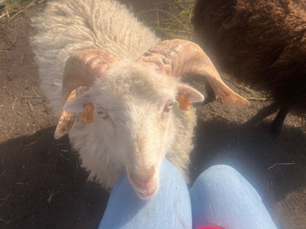 Ouessant ram, Mâle, Mouton, 0 à 2 ans