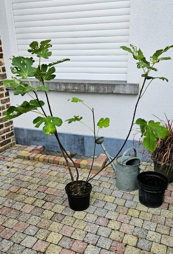Vijgenboom struik Madeleine des Deux saisons, Tuin en Terras, Ophalen, Vijgenboom